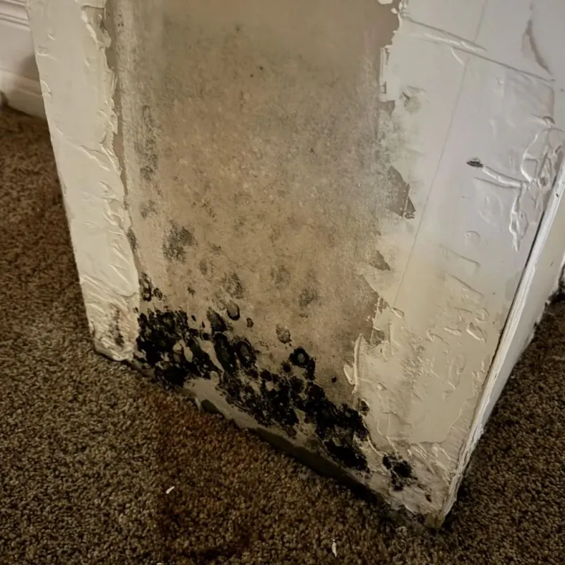Professional Mold Removal in Watford City, ND